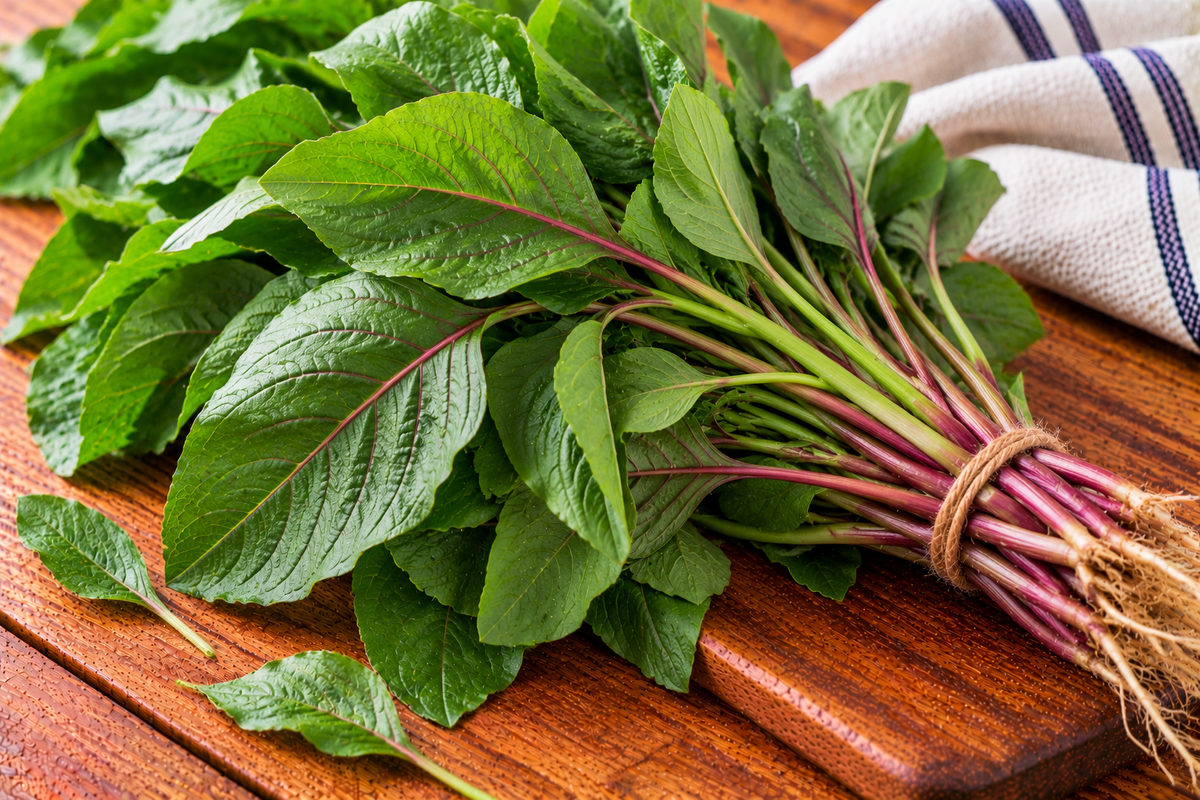 Green amaranth leaves with oval blades and slender stems