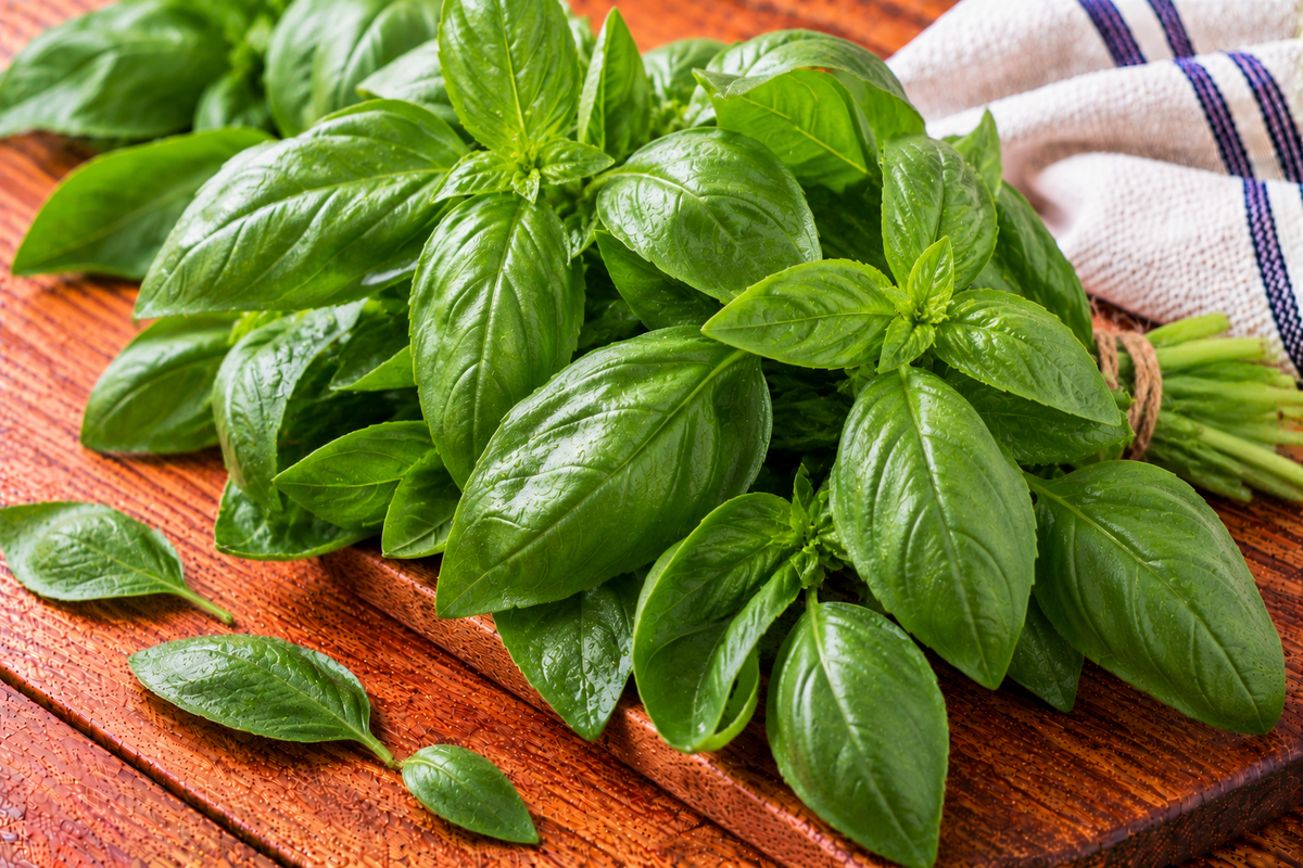 Italian basil leaves with smooth surfaces and oval green blades