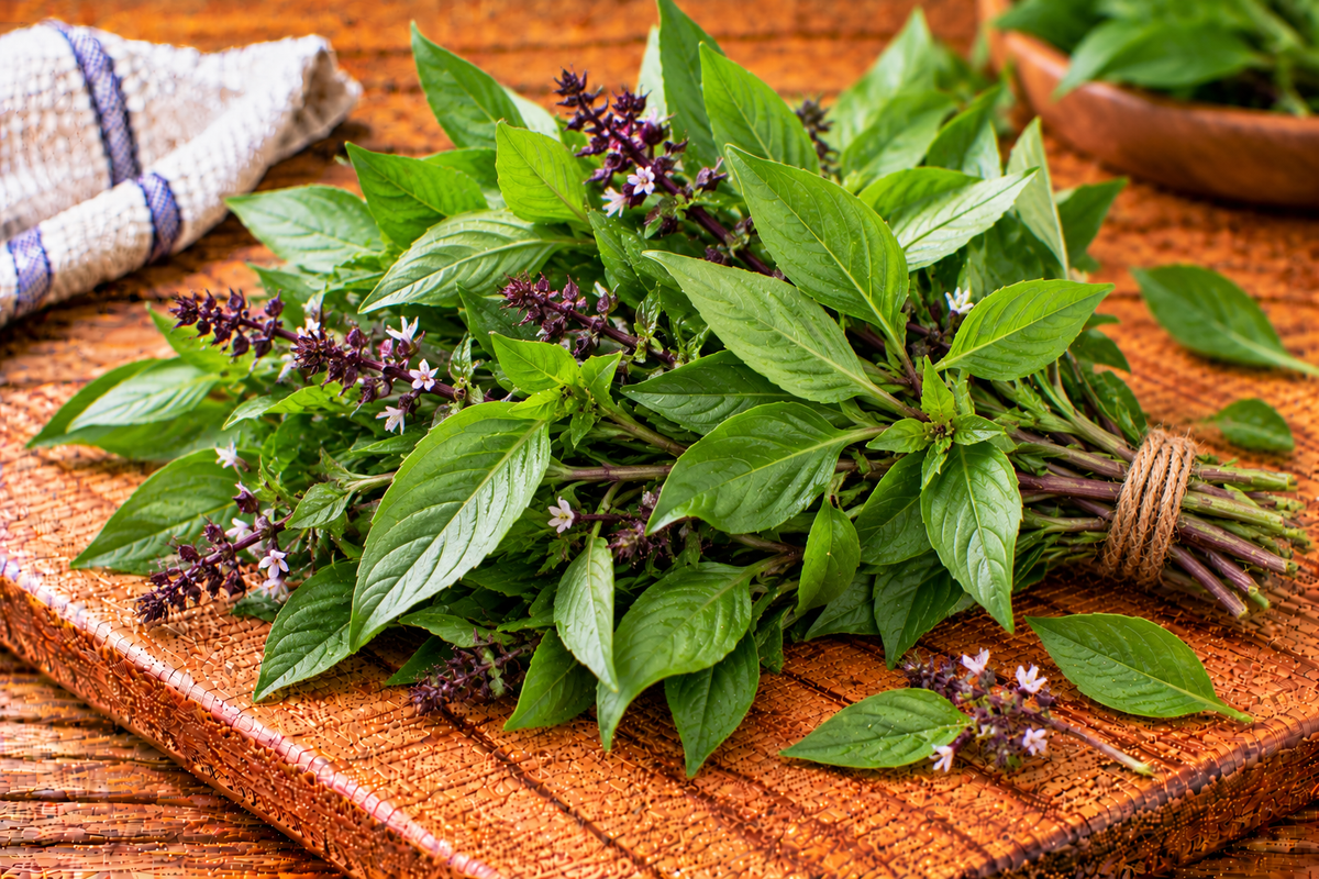 Thai sweet basil with pointed green leaves and aromatic herb sprigs