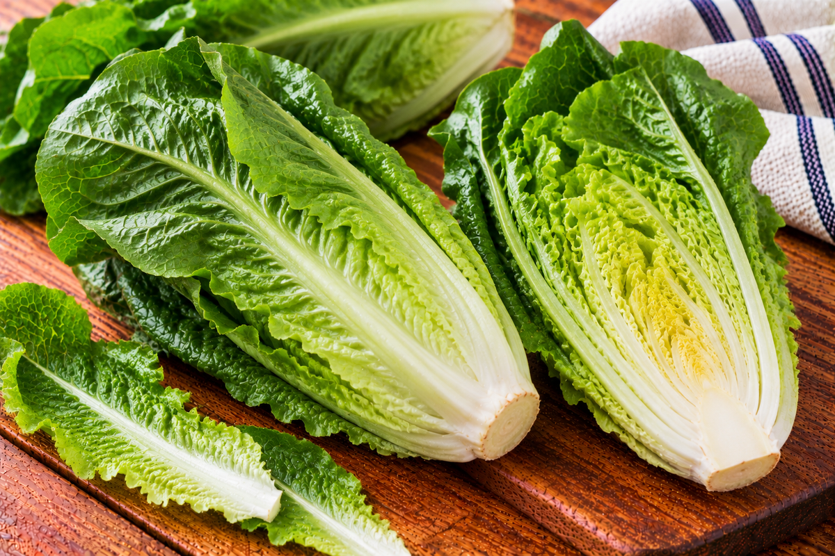 Romaine lettuce with long, upright green leaves and firm ribs