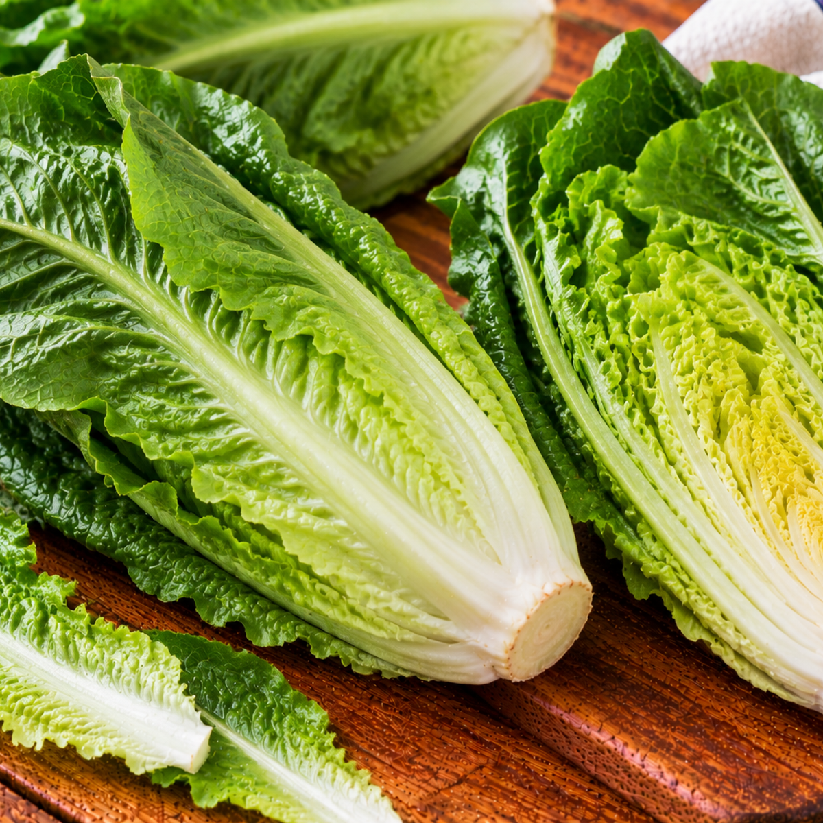 Romaine lettuce with long, upright green leaves and firm ribs