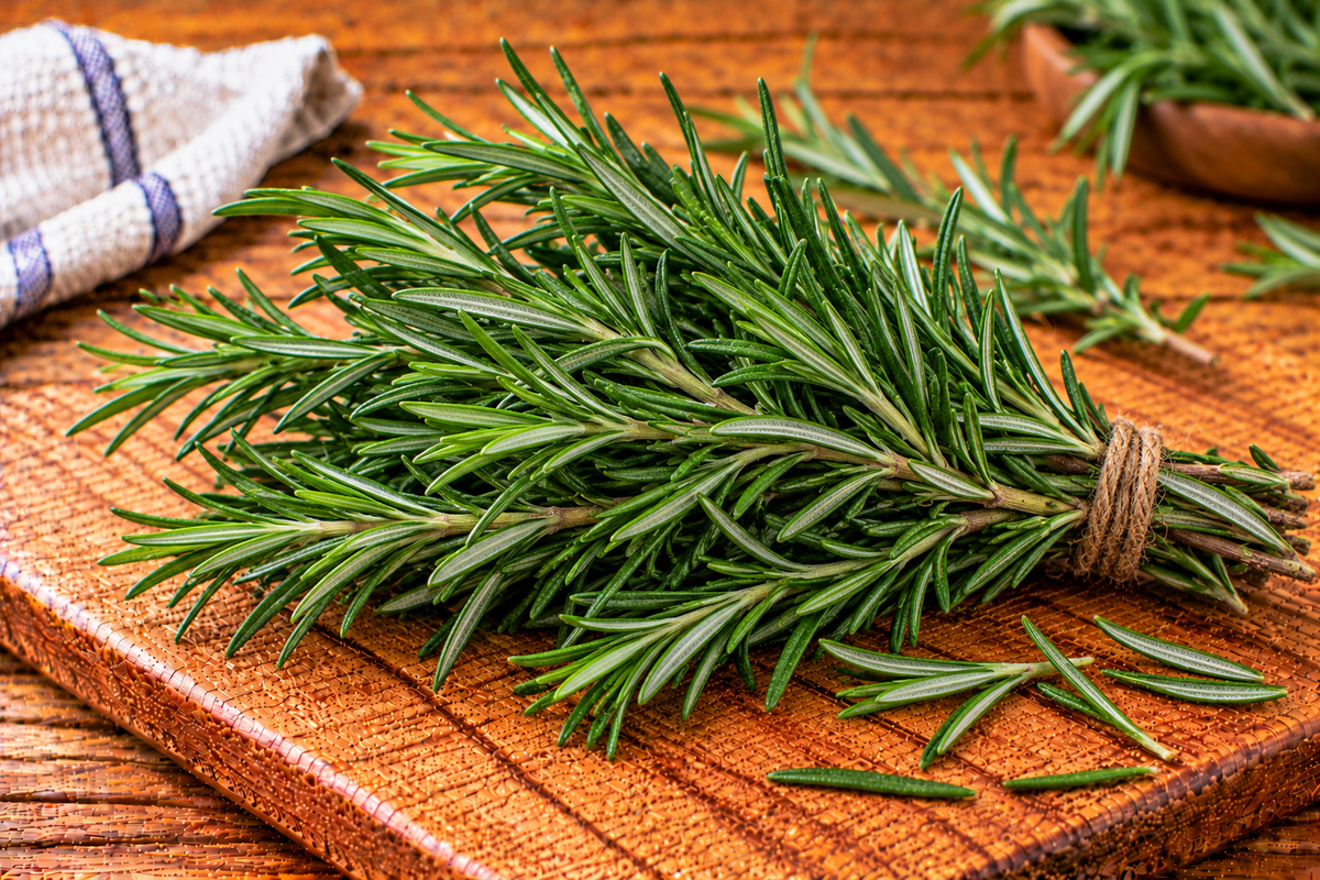 Rosemary sprigs with narrow, needle-like green leaves