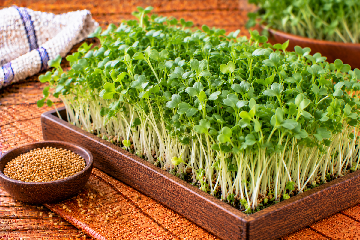 Young mustard microgreens with tender stems and small leaves