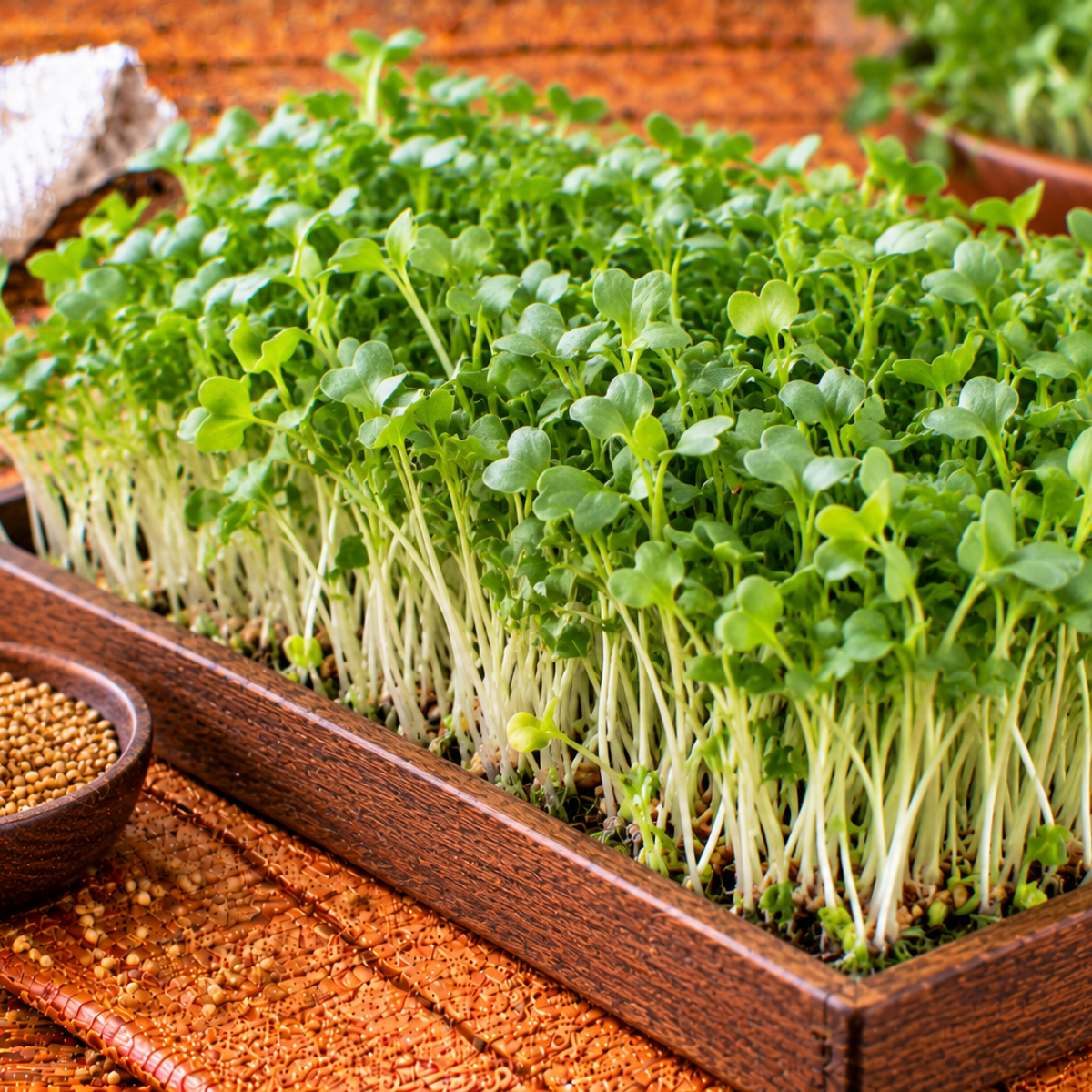 Young mustard microgreens with tender stems and small leaves