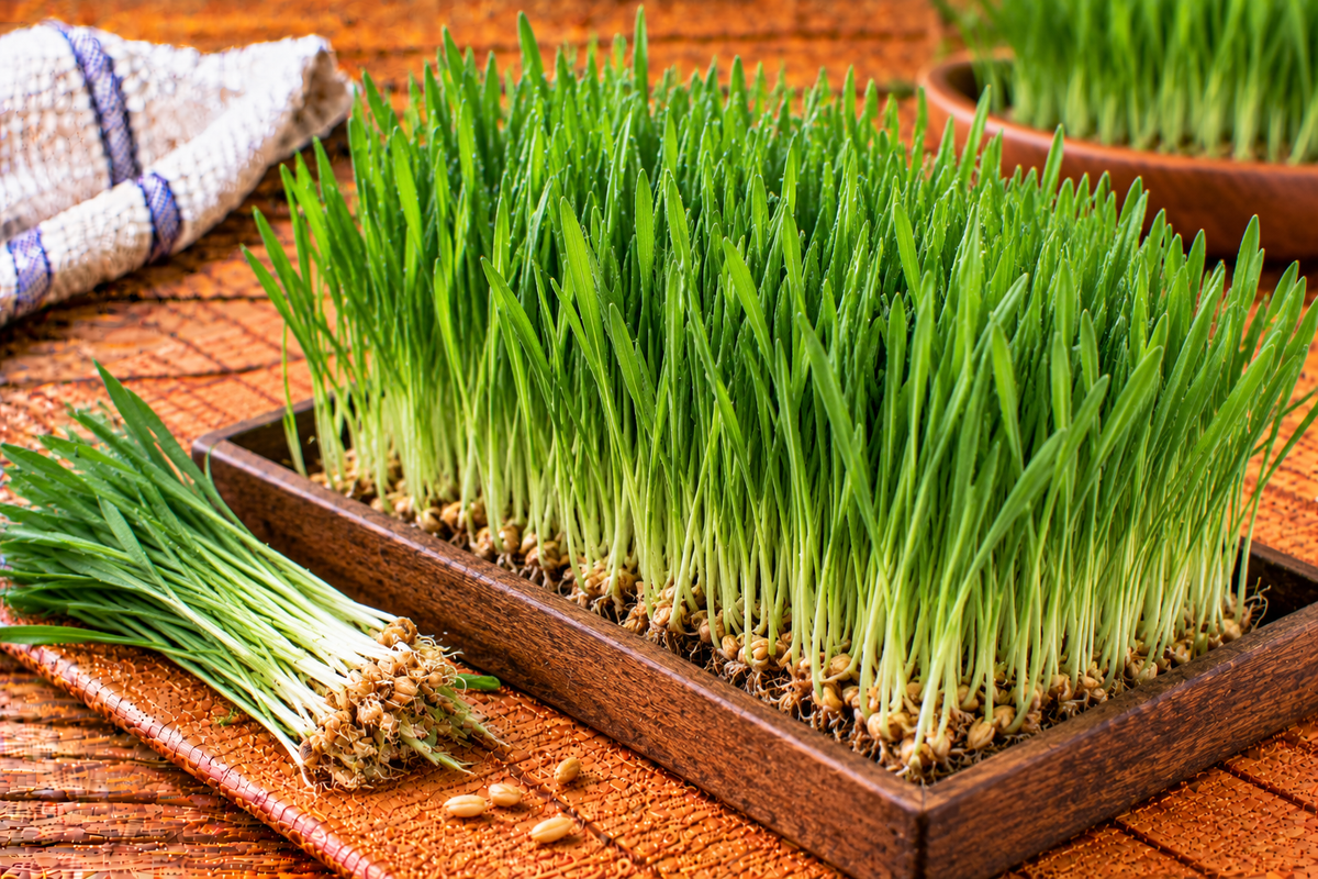 Fine green wheatgrass shoots growing in a dense tuft