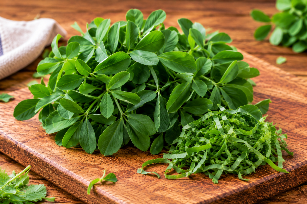 Fenugreek methi leaves with small oval leaflets