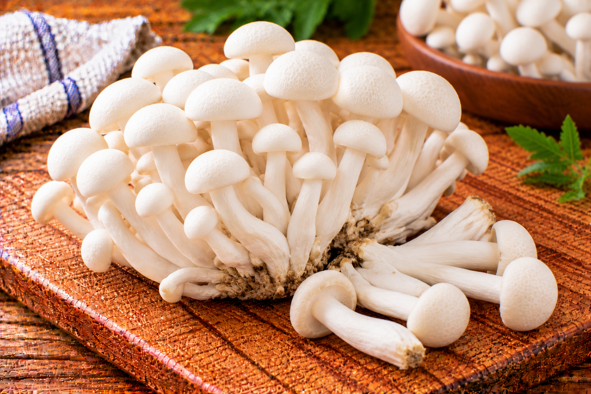 Clusters of white shimeji mushrooms with slender stems and small caps