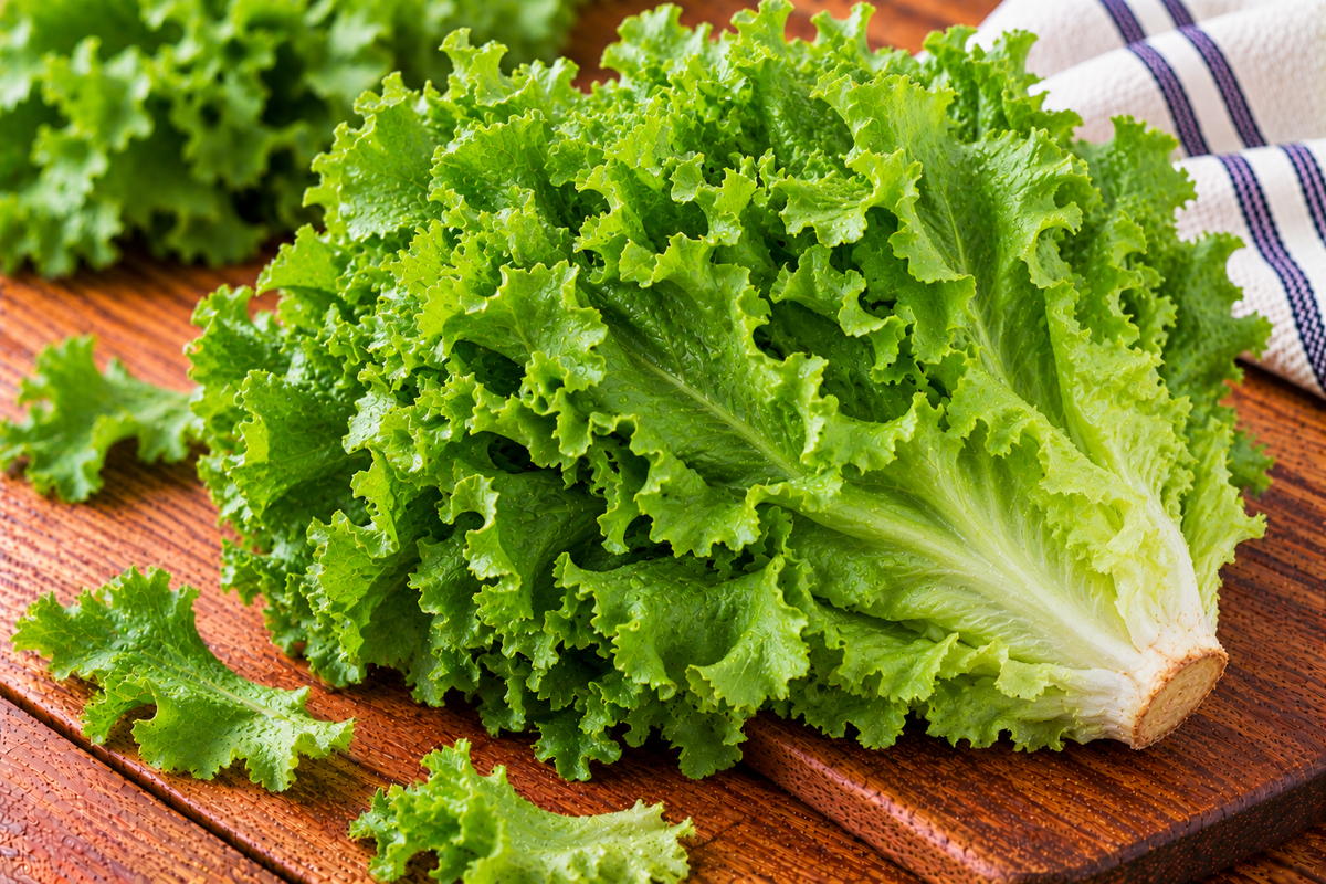 Green leaf lettuce with loose, wavy green leaves