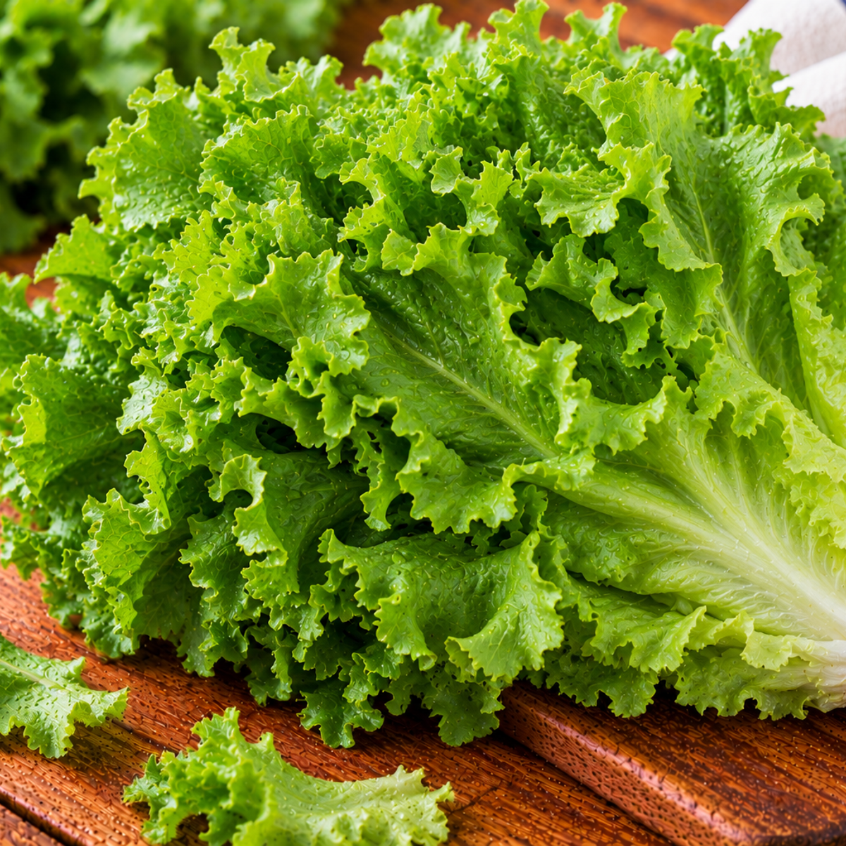 Green leaf lettuce with loose, wavy green leaves