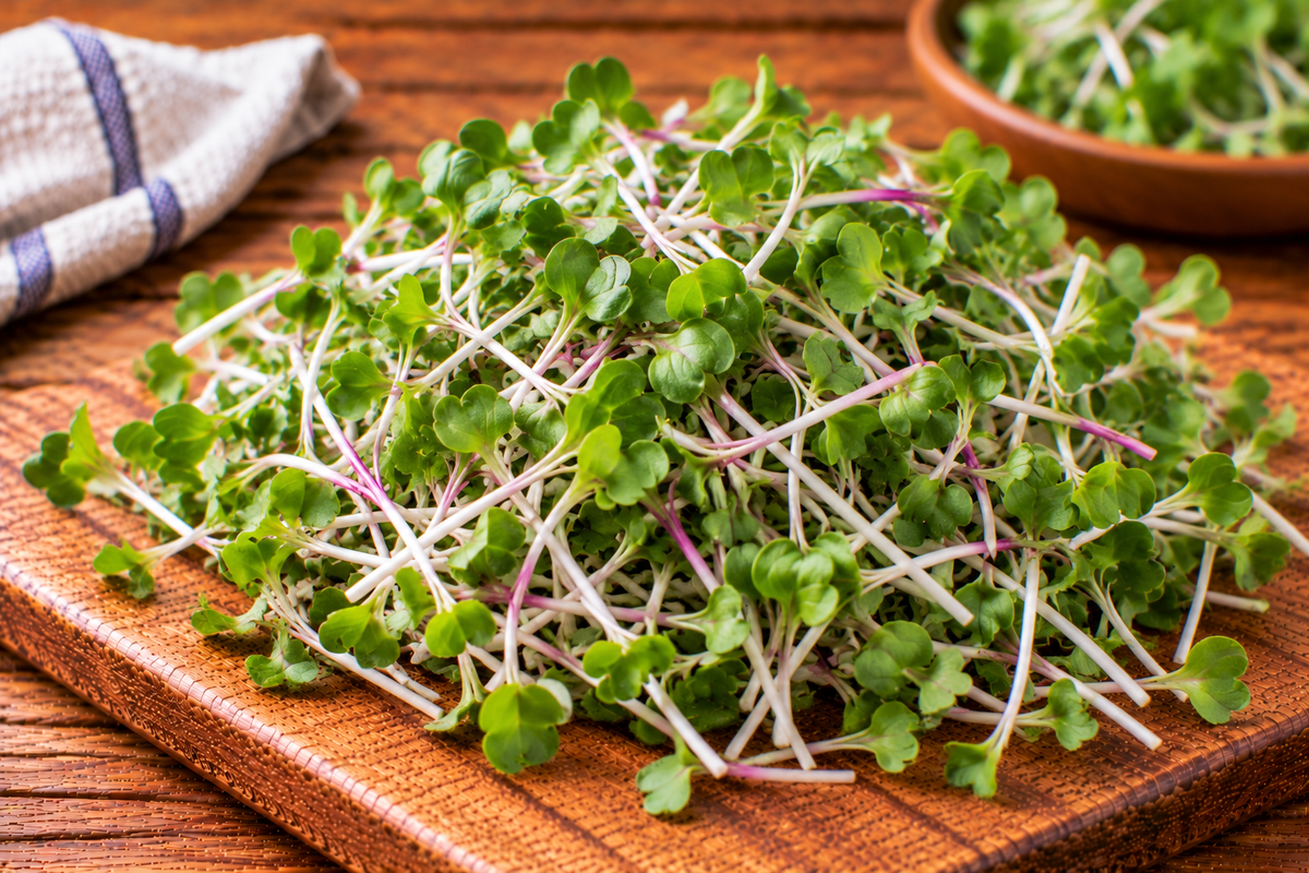 Radish microgreens with fine stems and small green leaves