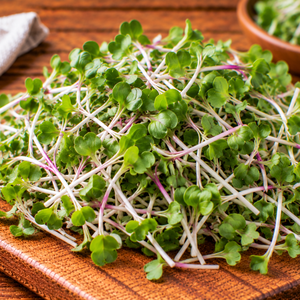 Radish microgreens with fine stems and small green leaves