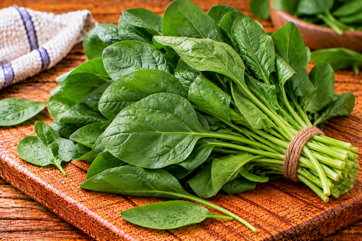 Spinach leaves with smooth green blades and tender stems