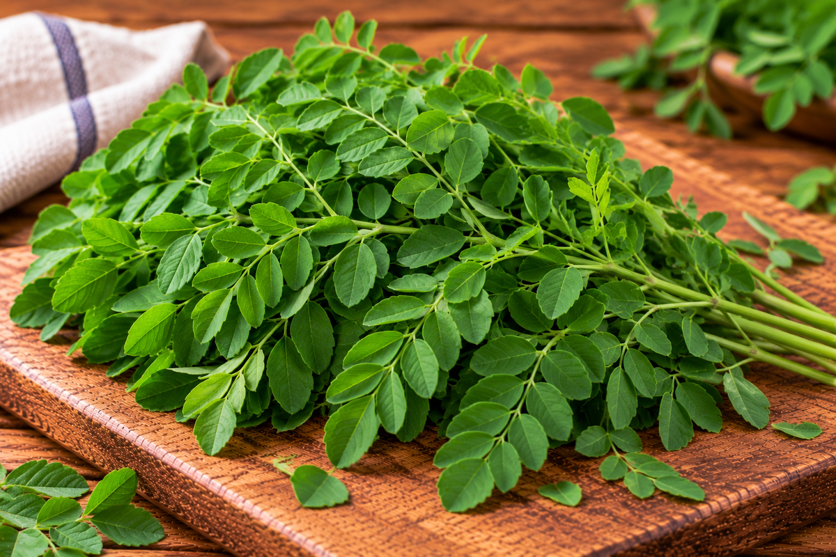 Small oval moringa leaflets arranged along slender stems