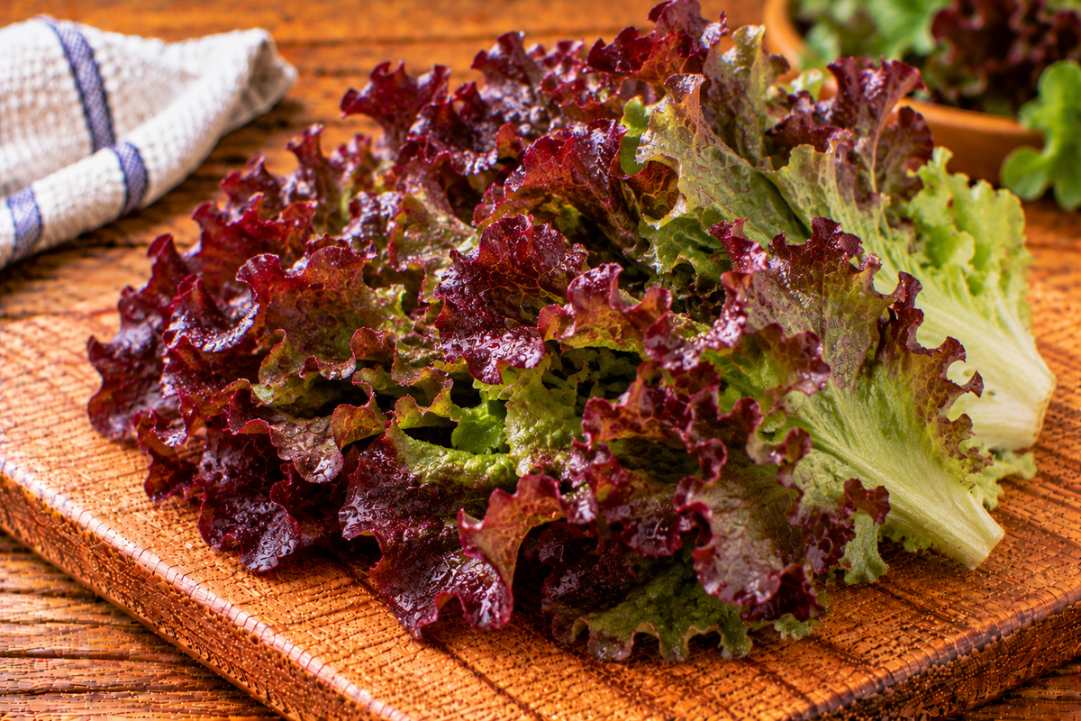 Oak-leaf lettuce with lobed green leaves and red tones