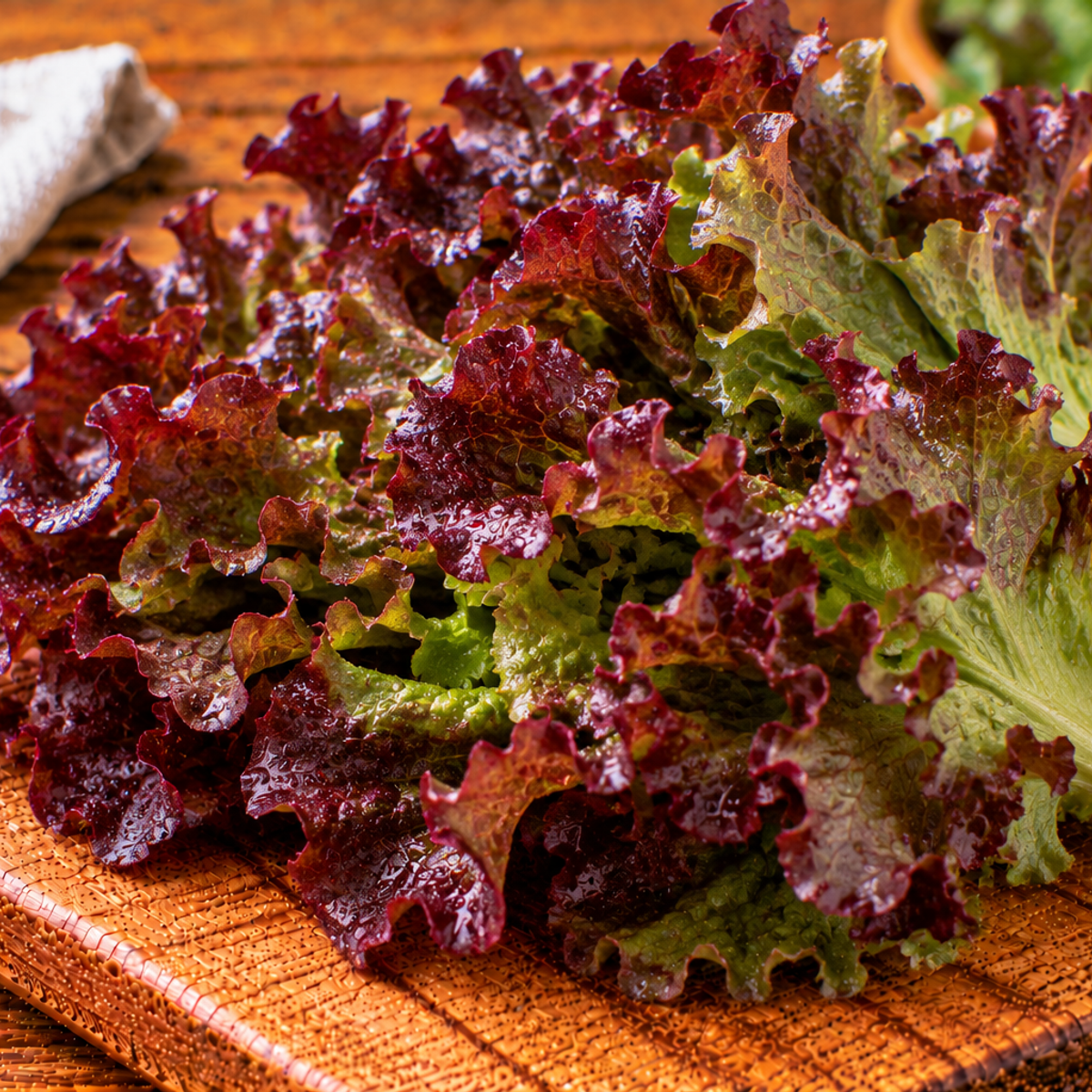 Oak-leaf lettuce with lobed green leaves and red tones