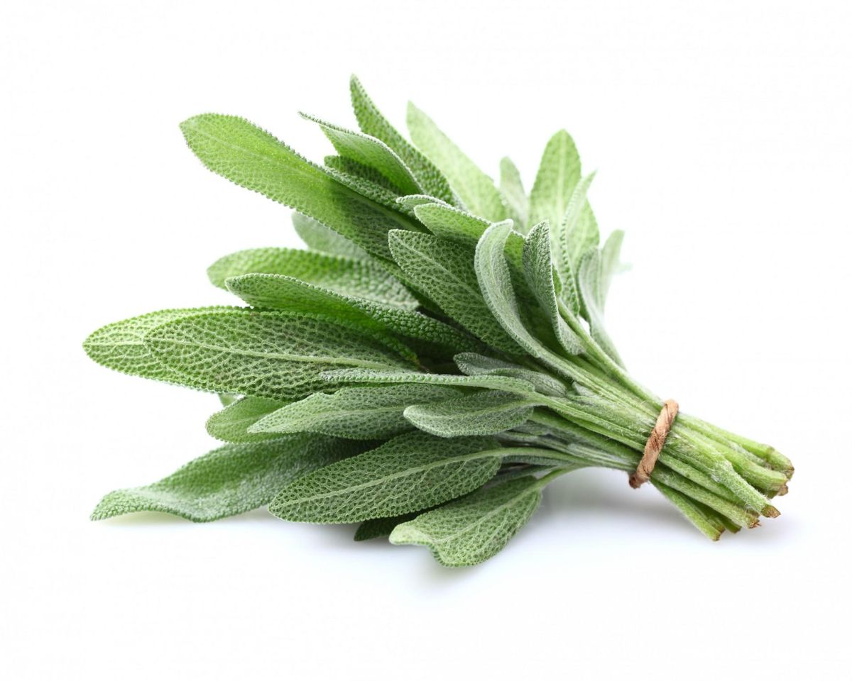 Fresh sage herb leaves with soft green-grey colouring and a textured surface.