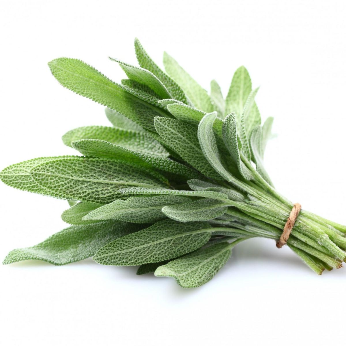 Fresh sage herb leaves with soft green-grey colouring and a textured surface.