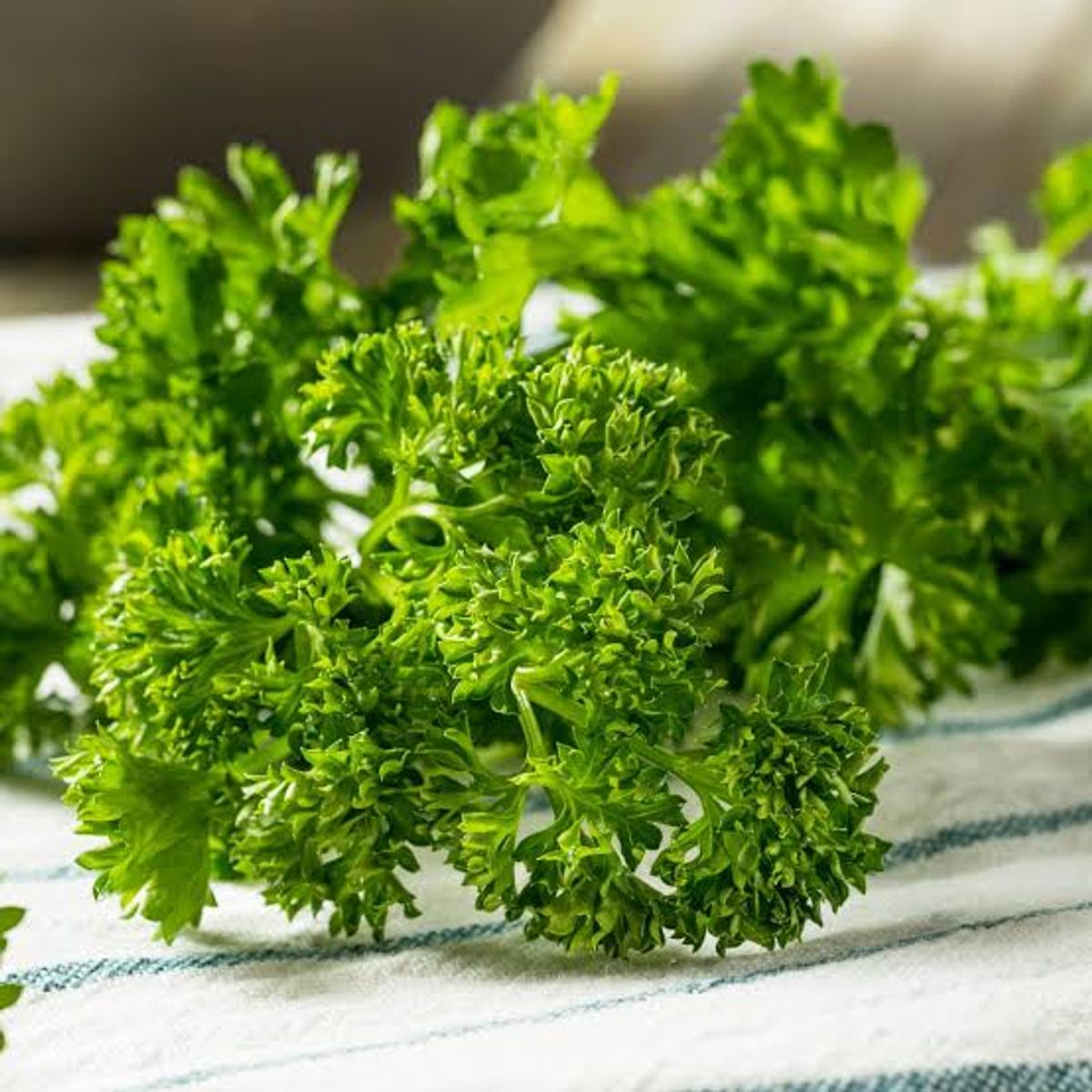 Curly parsley with tightly ruffled, bright green leaves