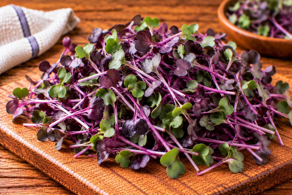 Purple radish microgreens with slender stems and tender leaves