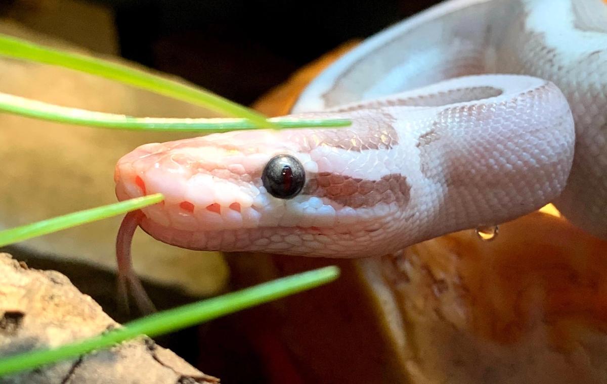 Ball Python Starter Buying Guide | HappyDragons