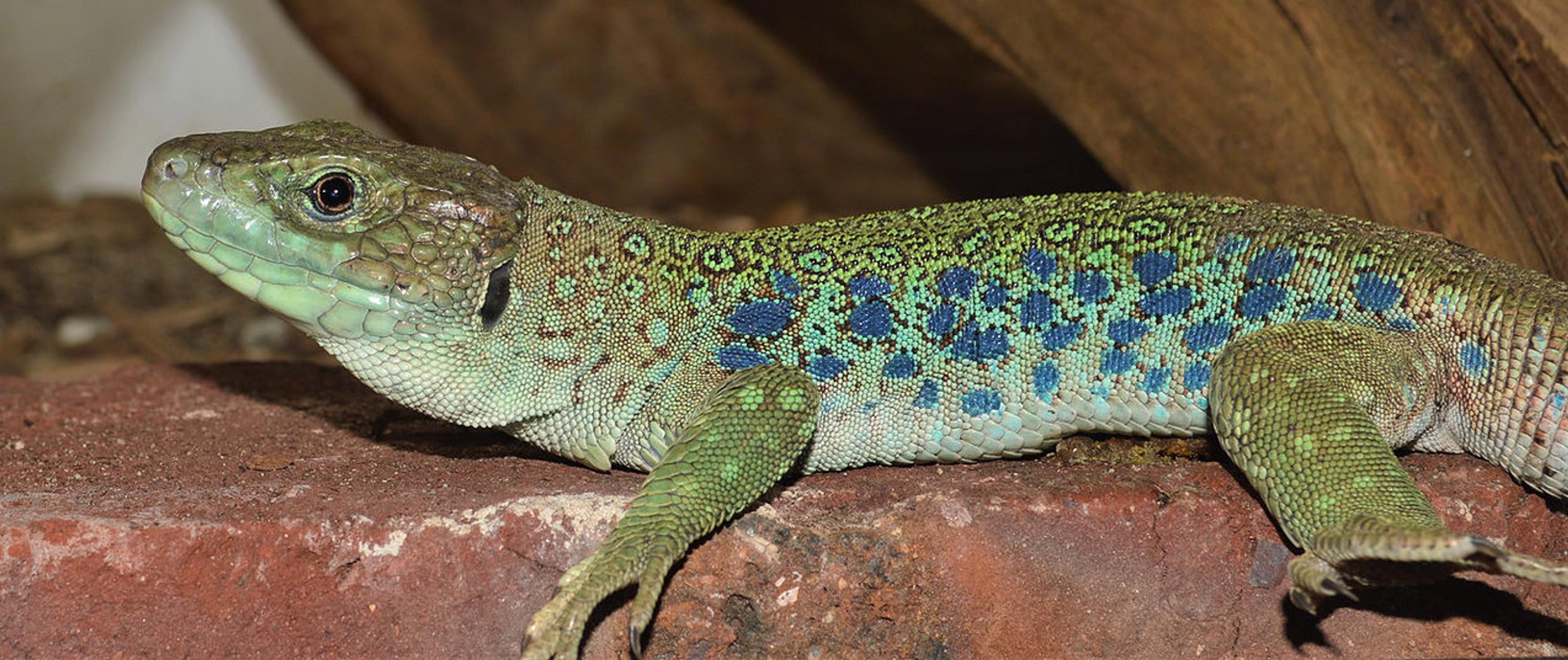 Jeweled Lacerta Starter Buying Guide HappyDragons