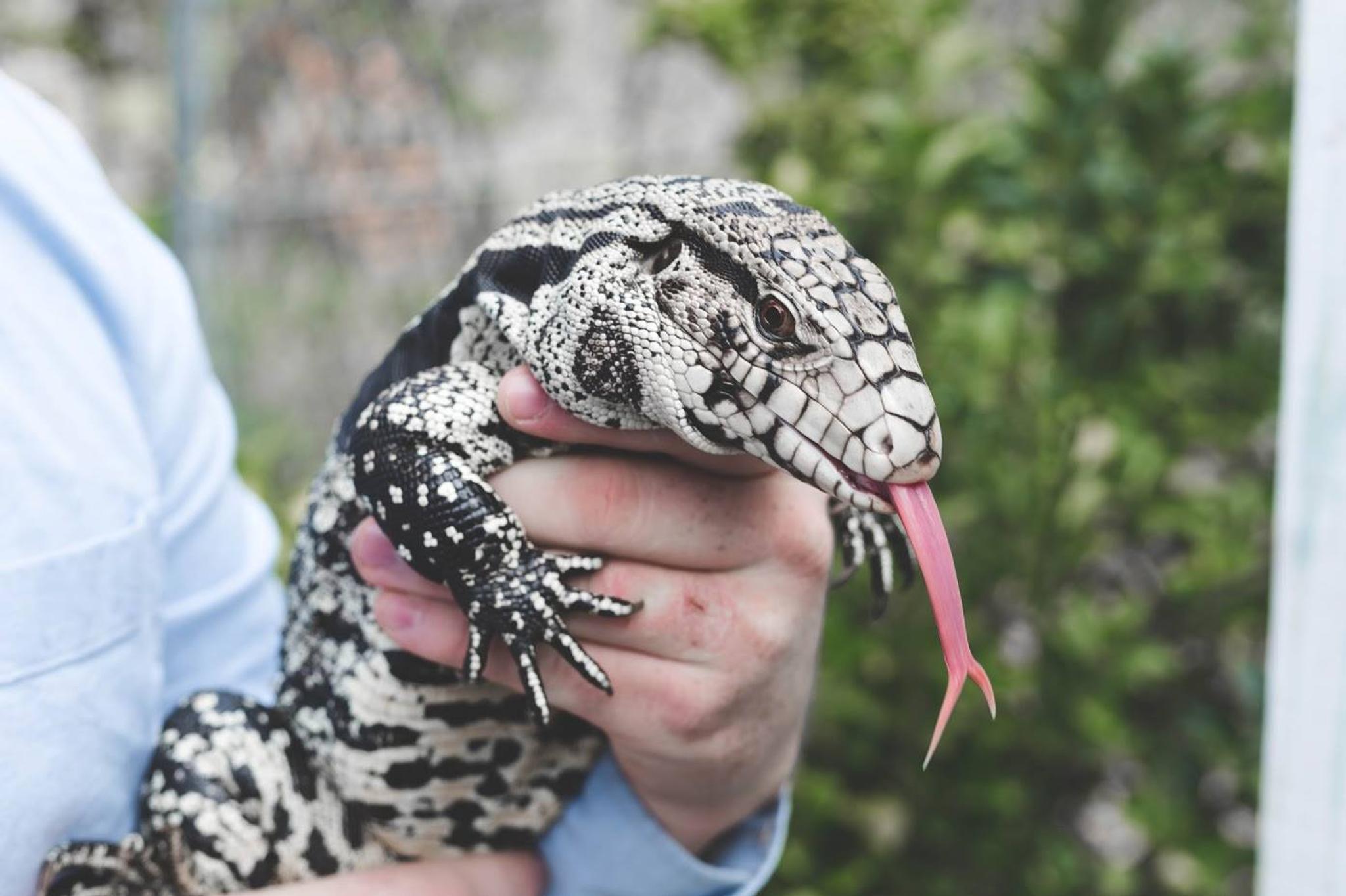 Argentine/Colombian Tegu | HappyDragons