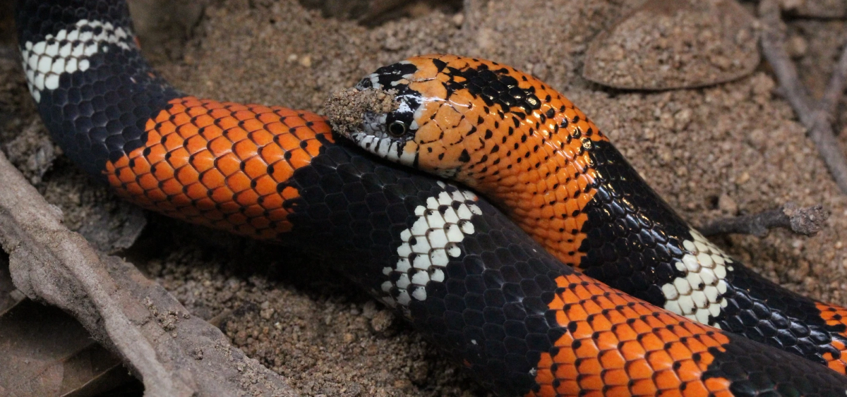 Forest & Tropical Hognose Starter Buying Guide HappyDragons