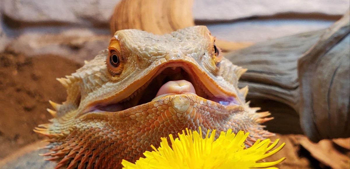 Bearded Dragon Starter Buying Guide | HappyDragons