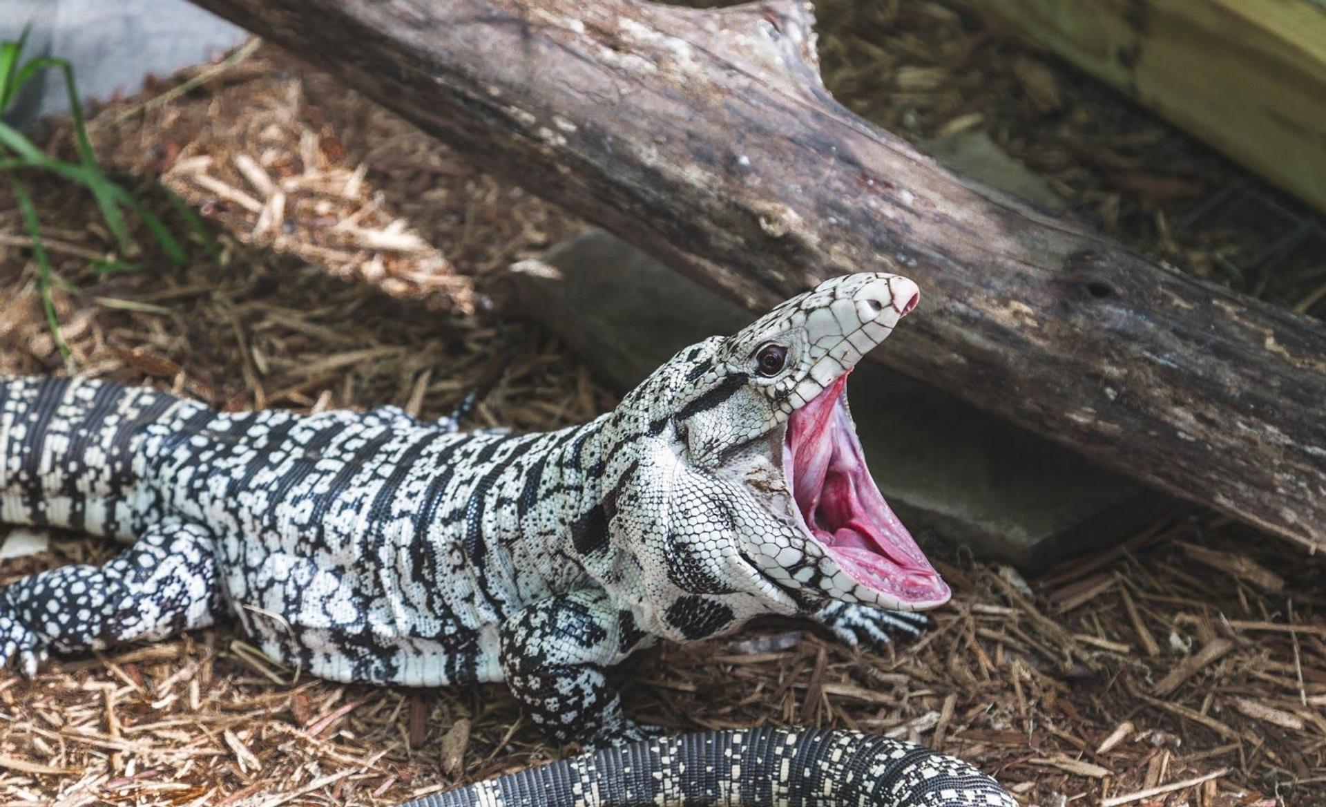 Argentine/Colombian Tegu | HappyDragons