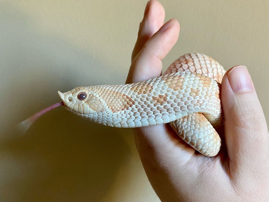 Hognose Snake | HappyDragons