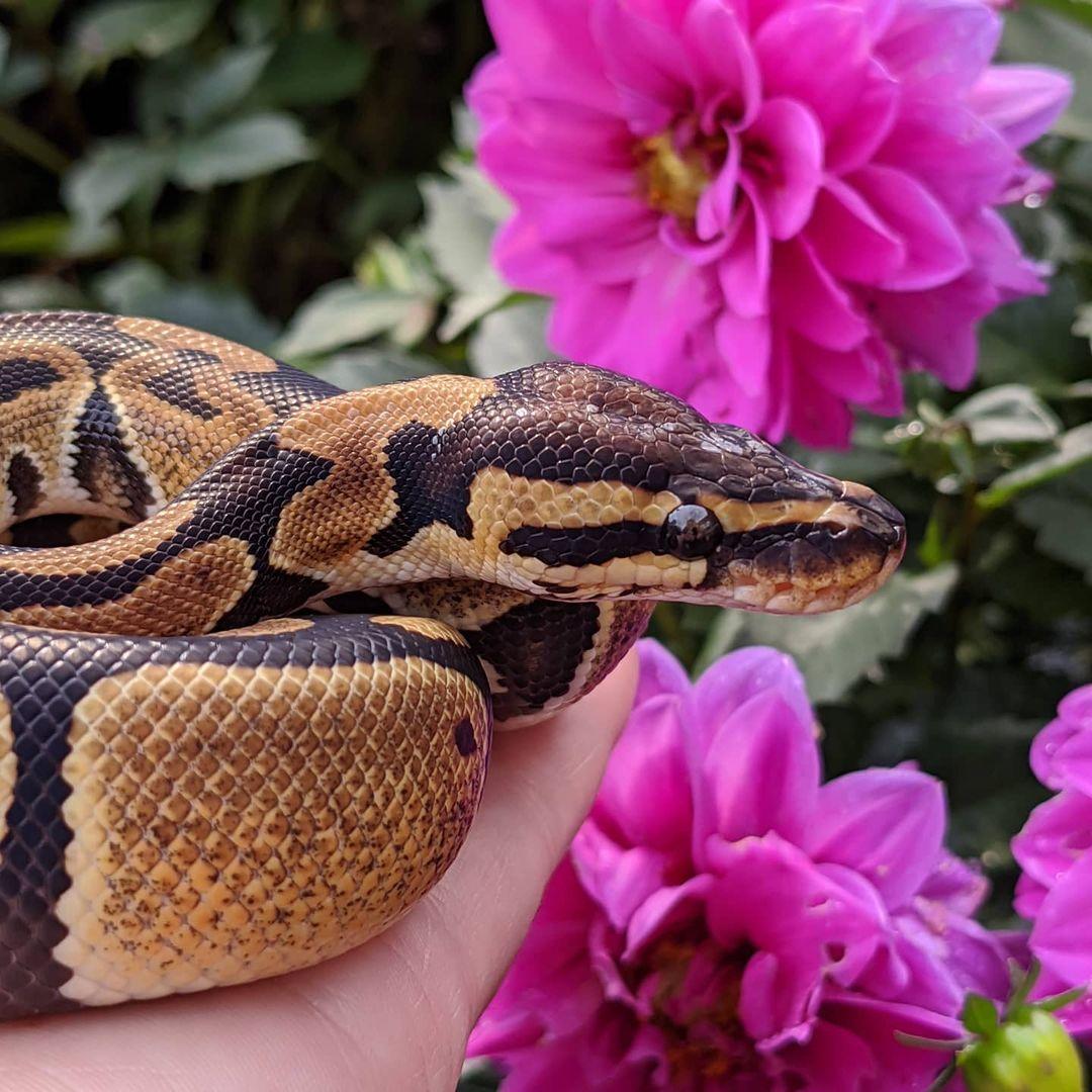 Ball Python Deluxe Buying Guide | HappyDragons