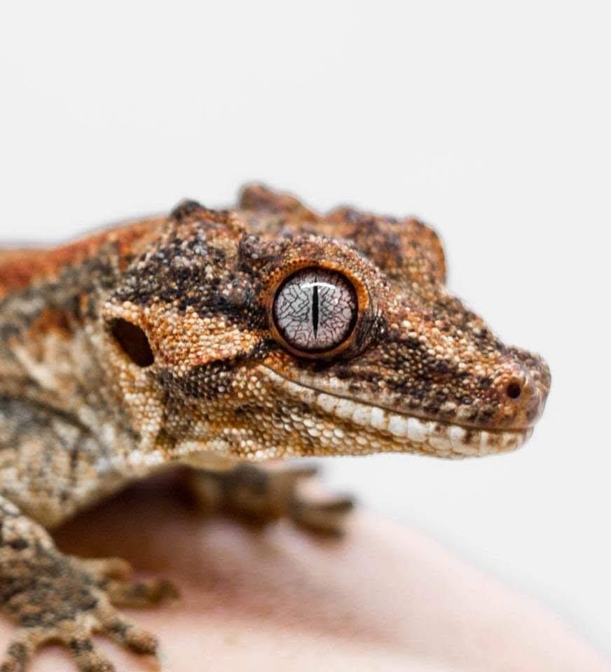 Gargoyle Gecko Starter Buying Guide HappyDragons