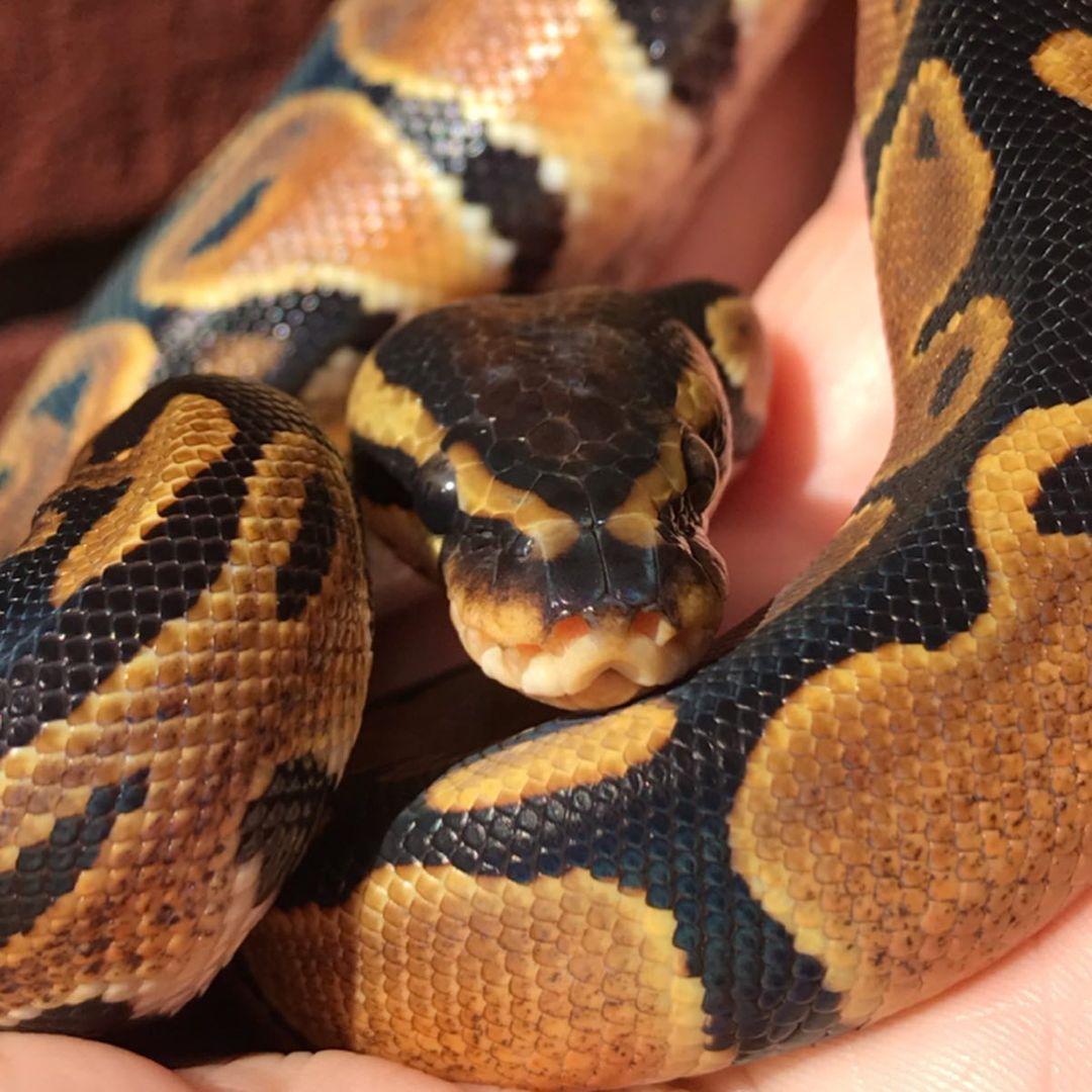 Ball Python With Ribbon Ball Python | HappyDragons