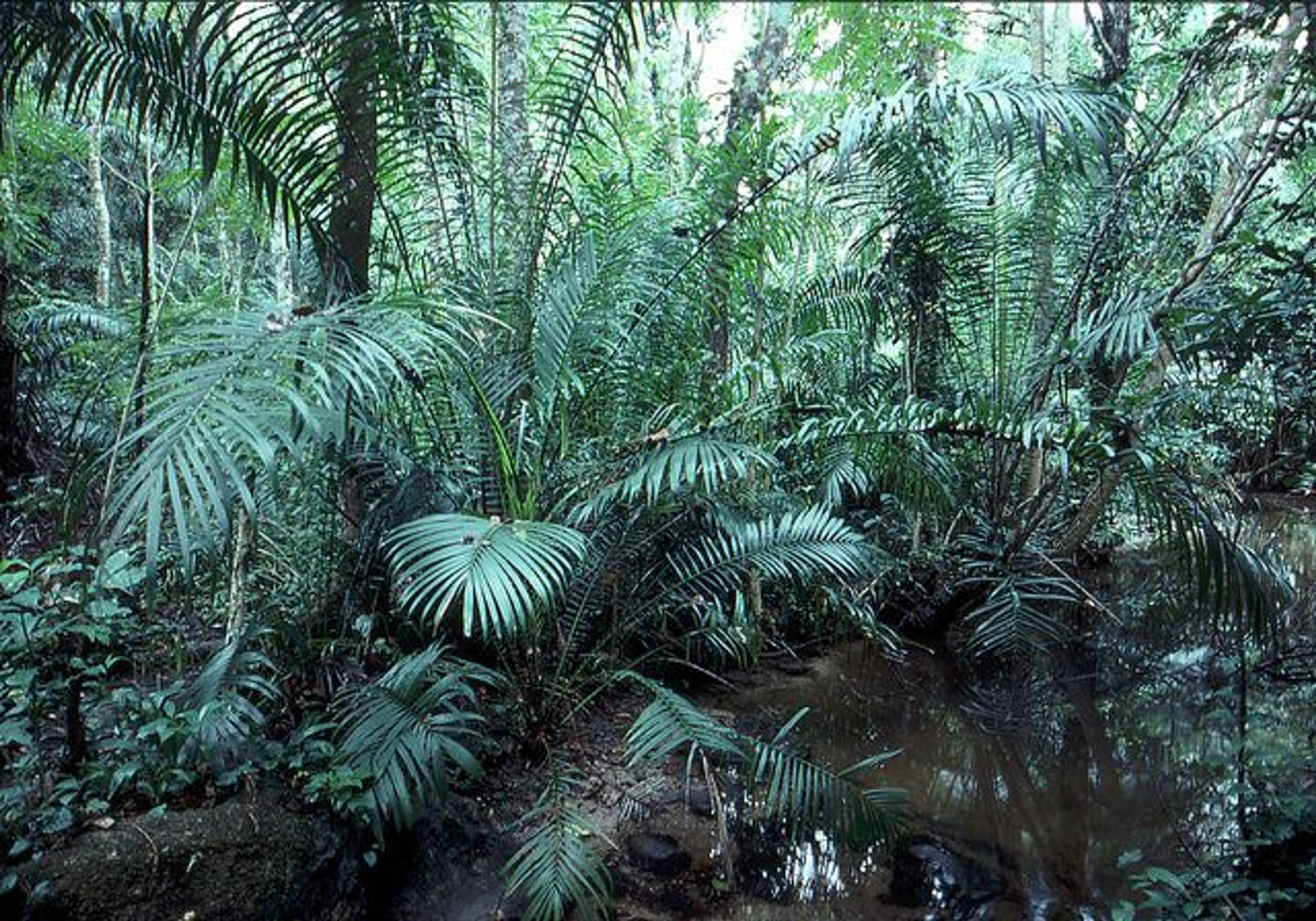 Tropical Lowland Forest