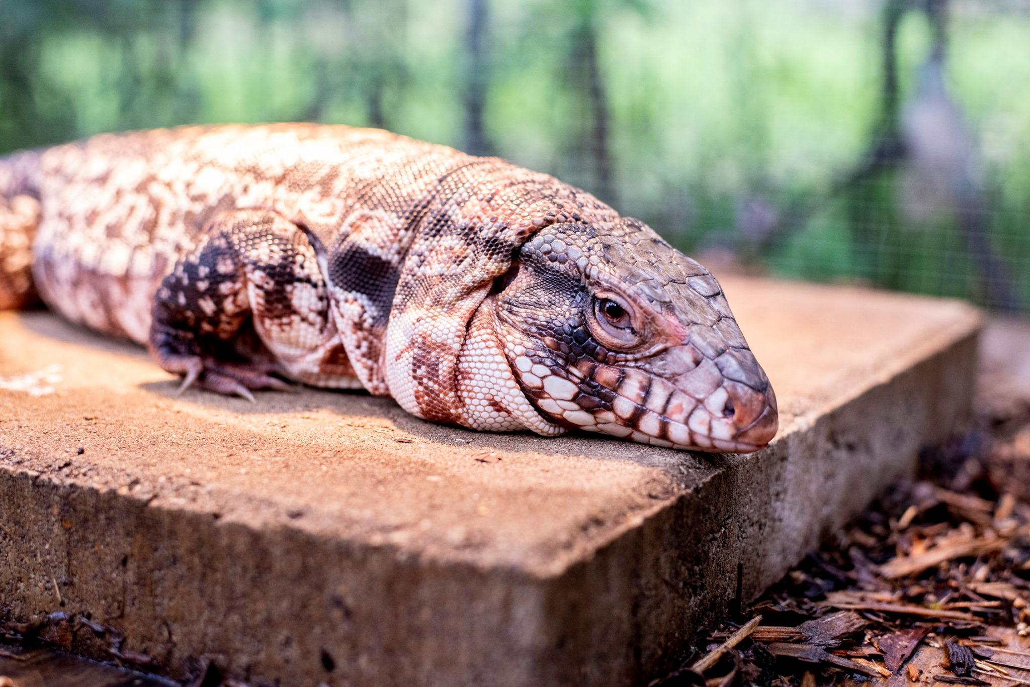 Tegu Soaking Argentine/Colombian Tegu | HappyDragons