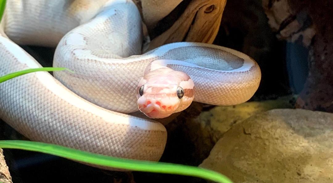 Frendly Ball Python Ball Python | HappyDragons