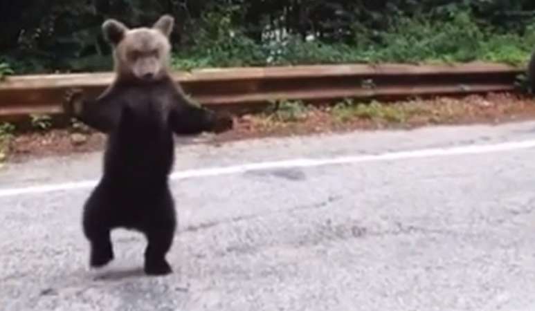 urs- sibiu - romania - ro alert -