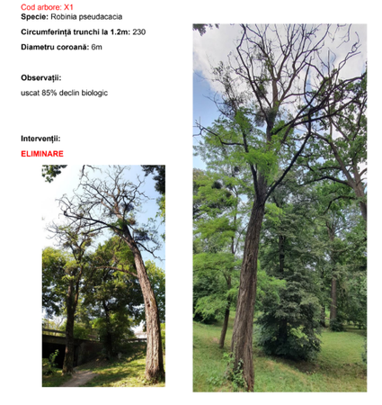 copaci - de taiat - sibiu 