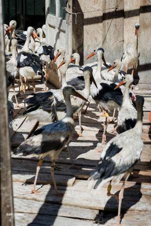 beze - sibiu - maraton 2024