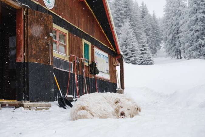 caine - zapada - cabana barcaciu