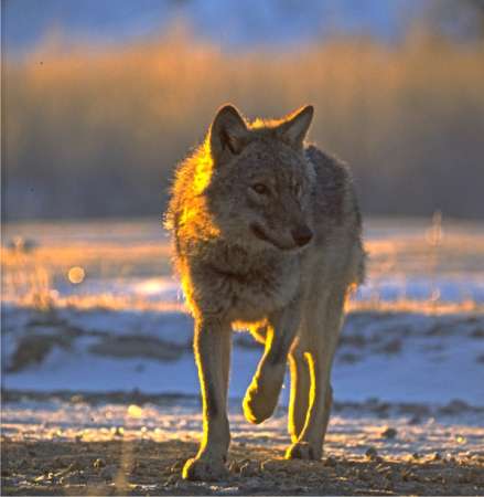 lup - studiu - muntii carpati