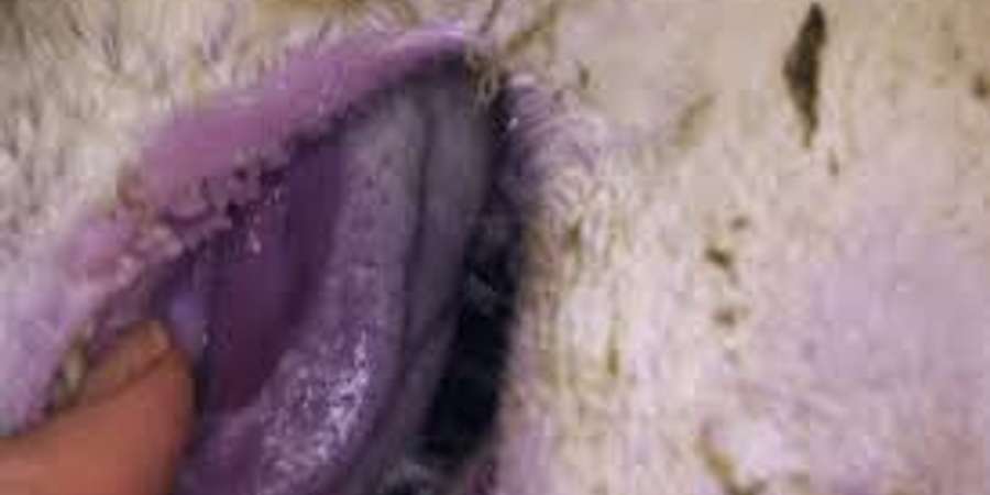 Boala limbii albastre - extins  -  Sibiu - focar - Cisnădie - virus