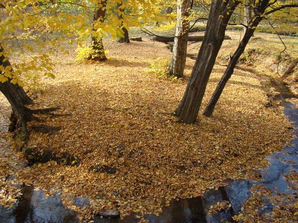 parc sub arini - sibiu - copaci