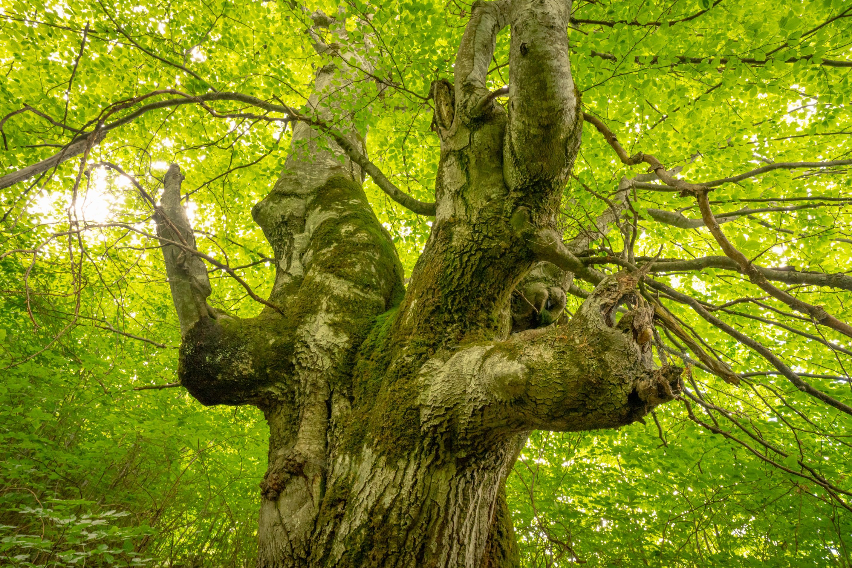 adopție- fag secular- nucsoara- muntii fagars- Pădurea Poveștilor Nemuritoare