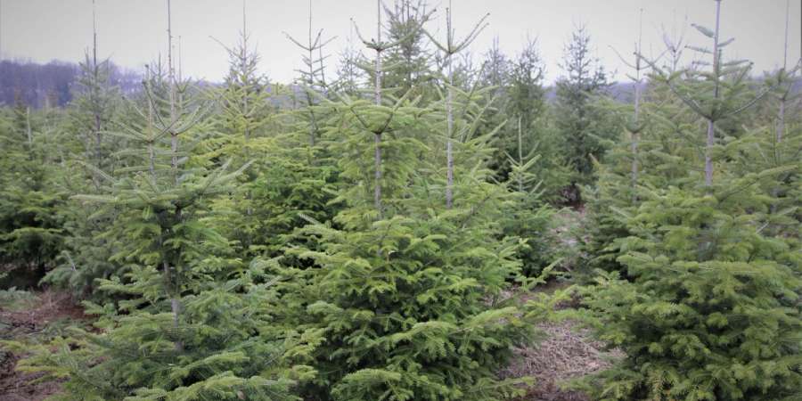 sibiu - brazi de craciun- directia silvica sibiu - taieri - vanzare