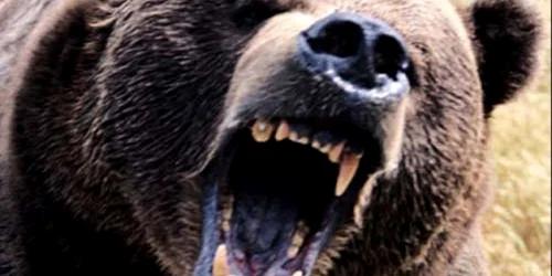 sibiu - urs- atac- sfasiat - ambulanta 