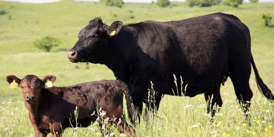 bovine -febra aftoasa - alerta - sibiu - filtre trafic- controale - ferme
