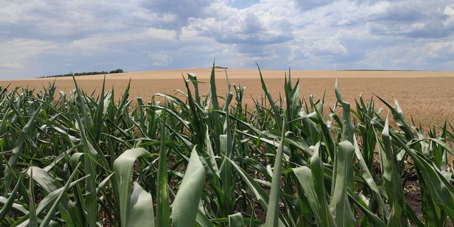 culturi - secetă - sibiu - pagube - Ministerul Agriculturii şi Dezvoltării Rurale - despagubiri 