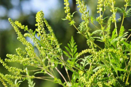 ambrozie - tereuri - controale - Prefectura Sibiu- generatoare de alegrii -  maximă de polenizare