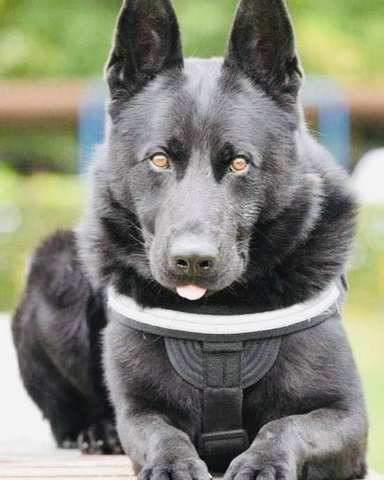 șuier - sibiu - caine vedeta- mort - Politia Română - Centrul Chinologic "Dr.Aurel Greblea" 